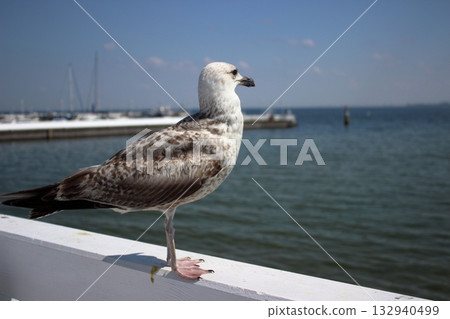 Seagull standing on white railing above Baltic Sea in Sopot 132940499