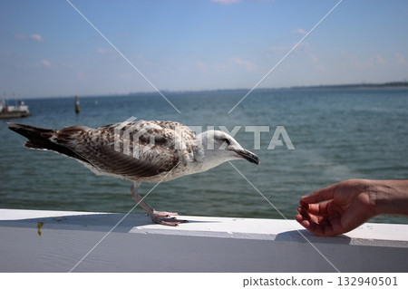 Seagull approaching human hand for food on Sopot pier 132940501