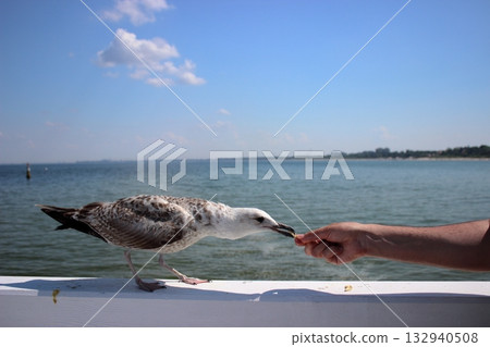Seagull approaching human hand for food on Sopot pier 132940508