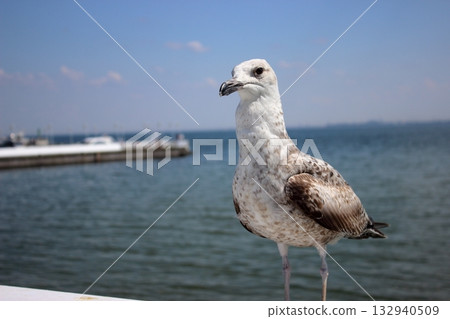 Close-up of seagull against Baltic Sea horizon in Sopot Close-up of seagull against Baltic Sea horizon in Sopot 132940509