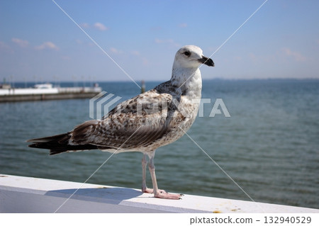 Seagull on white railing at Sopot pier on sunny summer day Seagull on white railing at Sopot pier on sunny summer day 132940529