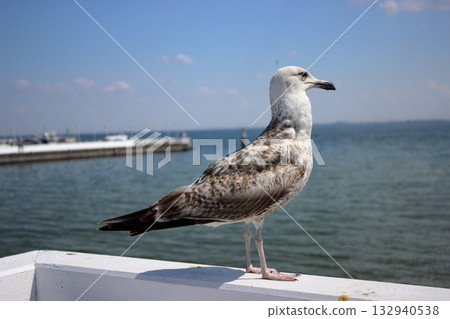 Seagull on white railing at Sopot pier on sunny summer day 132940538