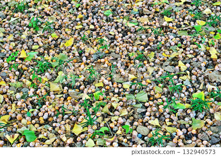 Ginkgo nuts fallen under a tree (autumn, November) Ginkgo nuts fallen under a tree (autumn, November) 132940573