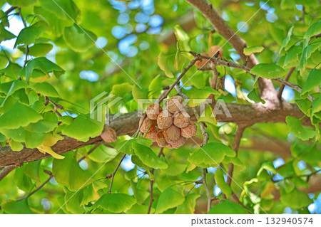 橙色銀杏果（秋季，11月） 132940574