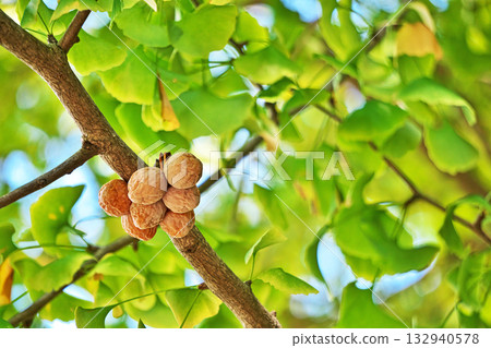 橙色銀杏果（秋季，11月） 132940578