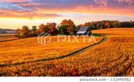 Rustic orange pumpkin harvest patch on a fall farm for Thanksgiving decoration Rustic orange pumpkin harvest patch on a fall farm for Thanksgiving decoration 132940982
