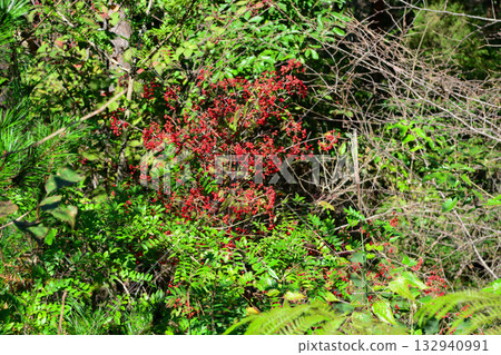 Viburnum dilatatum, the linden viburnum, a deciduous shrub of the honeysuckle family with white flowers blooming in summer and bright red berries in autumn. Photographed in Korea. Viburnum dilatatum, the linden viburnum, a deciduous shrub of the honeysuckle family with white flowers blooming in summer and bright red berries in autumn. Photographed in Korea. 132940991
