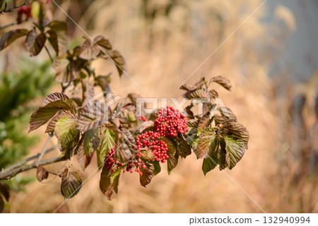 Viburnum dilatatum, the linden viburnum, a deciduous shrub of the honeysuckle family with white flowers blooming in summer and bright red berries in autumn. Photographed in Korea. 132940994