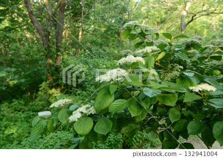 Viburnum dilatatum, the linden viburnum, a deciduous shrub of the honeysuckle family with white flowers blooming in summer and bright red berries in autumn. Photographed in Korea. 132941004