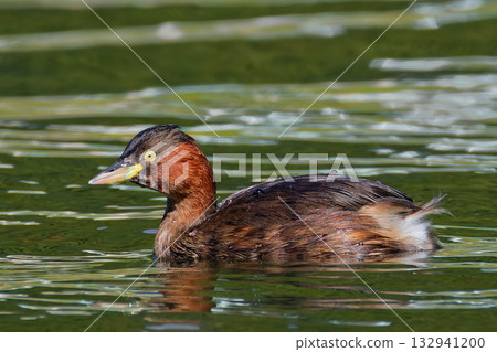 Little Grebe still in summer plumage in autumn Little Grebe still in summer plumage in autumn 132941200