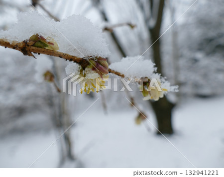 Lonicera harae, a deciduous shrub endemic to Korea, grows on sunny rocky slopes with pale yellow lip-shaped flowers blooming with leaves and red berries ripening in autumn. Photographed in Korea. 132941221