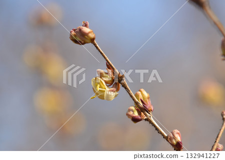 Lonicera harae, a deciduous shrub endemic to Korea, grows on sunny rocky slopes with pale yellow lip-shaped flowers blooming with leaves and red berries ripening in autumn. Photographed in Korea. 132941227
