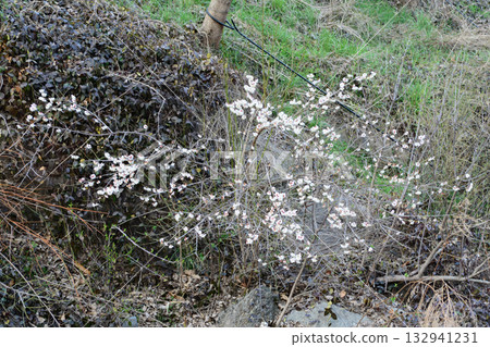 Lonicera harae, a deciduous shrub endemic to Korea, grows on sunny rocky slopes with pale yellow lip-shaped flowers blooming with leaves and red berries ripening in autumn. Photographed in Korea. Lonicera harae, a deciduous shrub endemic to Korea, grows on sunny rocky slopes with pale yellow lip-shaped flowers blooming with leaves and red berries ripening in autumn. Photographed in Korea. 132941231