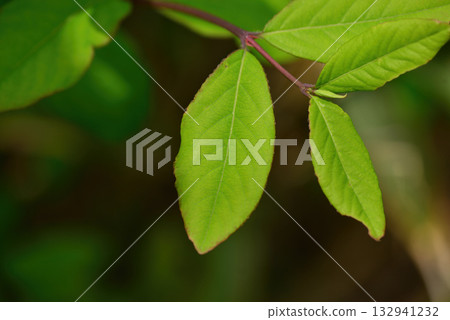 Lonicera harae, a deciduous shrub endemic to Korea, grows on sunny rocky slopes with pale yellow lip-shaped flowers blooming with leaves and red berries ripening in autumn. Photographed in Korea. 132941232