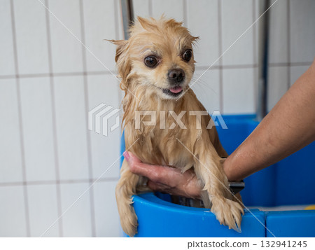 Cute Pomeranian at the grooming. Dog in the shower. Cute Pomeranian at the grooming. Dog in the shower. 132941245