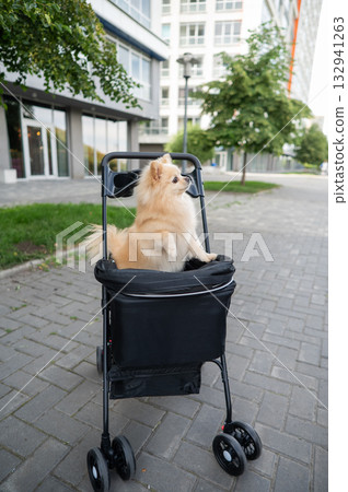 Cute spitz dog in pet stroller outdoors.  132941263