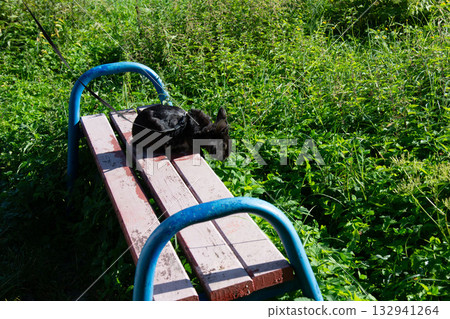 Black rabbit sits on a park bench, enjoying the greenery. Black rabbit sits on a park bench, enjoying the greenery. 132941264