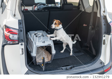 Jack Russell Terrier Dog in Travel Carrier in Car Trunk.  132941279