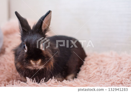 Adorable black bunny resting on a soft pink blanket. A fluffy friend, perfect for pet-themed projects. Adorable black bunny resting on a soft pink blanket. A fluffy friend, perfect for pet-themed projects. 132941283