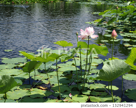 一池盛開的荷花。 132941294