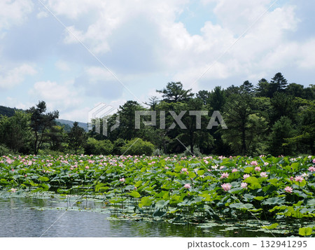 一池盛開的荷花。 132941295