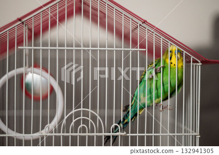 A green and yellow budgie perched inside its cage, looking towards the viewer. A green and yellow budgie perched inside its cage, looking towards the viewer. 132941305