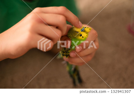 Gentle hands hold a small, vibrant green and yellow bird. Gentle hands hold a small, vibrant green and yellow bird. 132941307