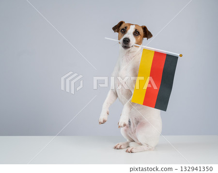Jack Russell Terrier dog holding a german flag on a white background.  132941350