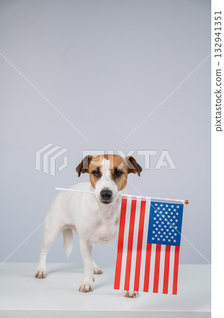 Jack Russell Terrier dog holding US flag on white background. Jack Russell Terrier dog holding US flag on white background. 132941351