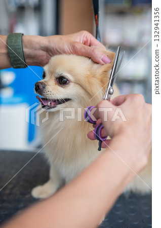 A groomer cuts a Pomeranian in a grooming salon. 132941356