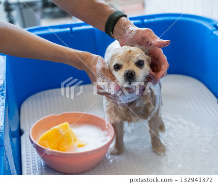 Cute Pomeranian at the grooming. Dog in the shower. Cute Pomeranian at the grooming. Dog in the shower. 132941372