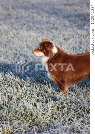 Cute dog exploring frosty grass in winter 132941384