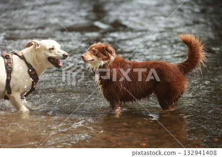 Two dogs are playing in a river, one is brown and the other is white Two dogs are playing in a river, one is brown and the other is white 132941408