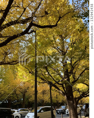 Autumn leaves ginkgo bunched trees 132941438