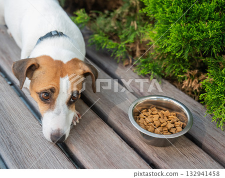 Sad dog lies next to food bowl. No appetite. Sad dog lies next to food bowl. No appetite. 132941458
