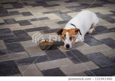 Sad dog lies next to food bowl. No appetite. Sad dog lies next to food bowl. No appetite. 132941460
