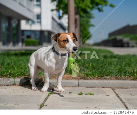 Adorable Dog with Waste Bag Ready for a Walk.  132941479