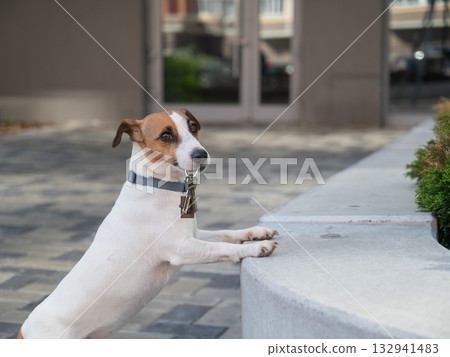 Jack Russell Terrier Dog Holding Apartment Keys. Jack Russell Terrier Dog Holding Apartment Keys. 132941483