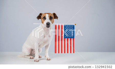 Jack Russell Terrier dog holding US flag on white background.  132941502