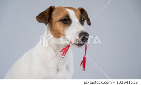 Jack Russell Terrier Dog Chewing Internet Wire.  132941519