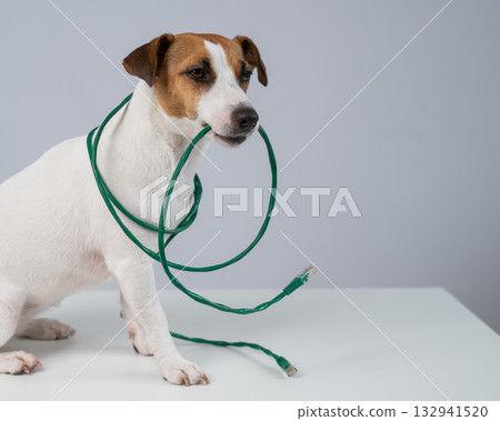 Jack Russell Terrier Dog Chewing Internet Wire.  132941520