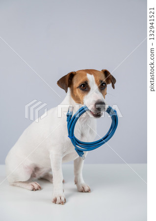 Jack Russell Terrier Dog Chewing Internet Wire.  132941521