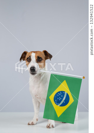 Jack Russell Terrier dog holding a Brazilian flag on a white background 132941522