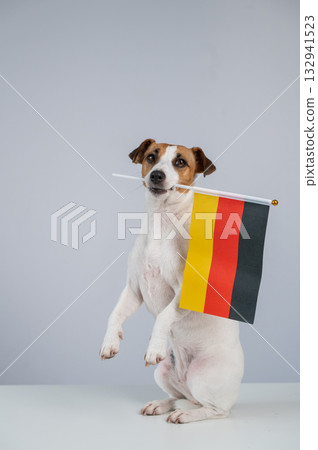 Jack Russell Terrier dog holding a german flag on a white background.  132941523