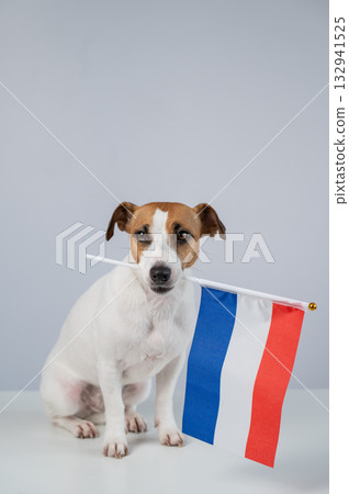 Jack Russell Terrier dog holding a Dutch flag on a white background.  132941525