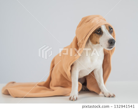 Jack Russell Terrier dog in a towel on a white background. Jack Russell Terrier dog in a towel on a white background. 132941541