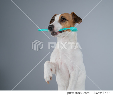 Playful Dog Holding a Toothbrush in Its Mouth. Playful Dog Holding a Toothbrush in Its Mouth. 132941542