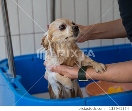 Cute Pomeranian at the grooming. Dog in the shower. Cute Pomeranian at the grooming. Dog in the shower. 132941554
