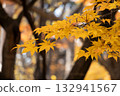 Autumn leaves 132941567