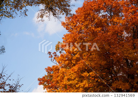 Autumn leaves Autumn leaves 132941569